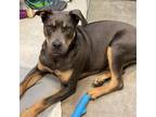 Adopt Pup Tart a Brown/Chocolate - with Tan Mixed Breed (Large) / Mixed dog in