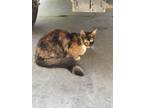 Adopt Lilo a Calico or Dilute Calico Calico / Mixed (medium coat) cat in