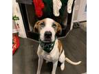Adopt Badger a White - with Brown or Chocolate Hound (Unknown Type) / Mixed dog