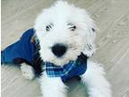 Adopt Izzy a Gray/Blue/Silver/Salt & Pepper Old English Sheepdog / Mixed dog in