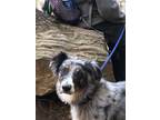 Adopt Casey a Gray/Blue/Silver/Salt & Pepper Australian Shepherd / Mixed dog in