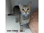Adopt Luna Lovegood a Domestic Shorthair / Mixed cat in Lexington, KY (41336833)