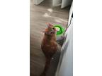 Adopt Sol a Orange or Red Tabby Domestic Shorthair / Mixed (short coat) cat in