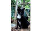 Adopt Lightening a Black & White or Tuxedo American Shorthair / Mixed (short