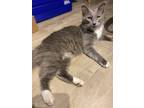 Adopt Bear a Gray or Blue (Mostly) Domestic Longhair / Mixed (long coat) cat in