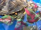 Adopt Dog a Turtle - Water reptile, amphibian, and/or fish in San Diego