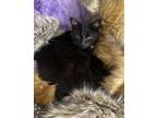 Adopt Neko a Black (Mostly) Bombay / Mixed (short coat) cat in San Dimas