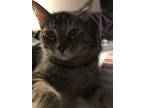 Adopt Tina a Gray or Blue (Mostly) Domestic Shorthair cat in King George