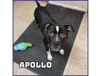 Adopt Apollo a Black - with White Staffordshire Bull Terrier / Mixed dog in