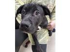 Adopt Pilot a Black Retriever (Unknown Type) / Mixed dog in Gulfport