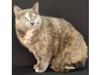 Adopt Angie a Calico or Dilute Calico Domestic Shorthair (short coat) cat in