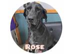 Adopt Rose Bukater a Black Labrador Retriever / Mixed dog in Sullivan