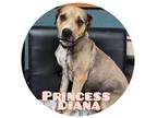 Adopt Princess Diana a Tan/Yellow/Fawn Mixed Breed (Large) / Mixed dog in