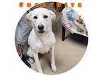 Adopt Frost Bite a Tan/Yellow/Fawn Labrador Retriever / Mixed dog in Sullivan
