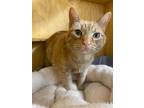 Adopt Butterball a Orange or Red Domestic Shorthair / Domestic Shorthair / Mixed