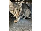 Adopt Little Rock (working cat) a Gray or Blue Domestic Shorthair / Domestic