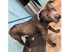 Adopt Montgomery (Zeus) a Gray/Blue/Silver/Salt & Pepper Mixed Breed (Large) /