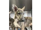 Adopt Bella a Brindle Dutch Shepherd / Mixed dog in San Marcos, TX (41336733)