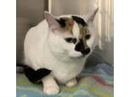 Adopt Tiki Heartz a White Domestic Shorthair / Domestic Shorthair / Mixed cat in