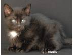 Adopt Faheeta a Black (Mostly) Domestic Shorthair (short coat) cat in Newland