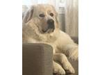 Adopt Luna a White - with Brown or Chocolate Great Pyrenees / Mixed dog in West