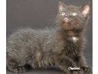 Adopt Jambaliah a All Black Domestic Shorthair (short coat) cat in Newland