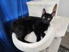 Adopt Noir a All Black Domestic Shorthair / Mixed (short coat) cat in Houston