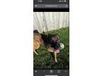 Adopt Diesel a Black - with Tan, Yellow or Fawn Belgian Malinois / Mixed dog in