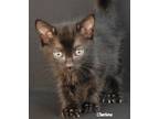 Adopt Kiinwah a All Black Domestic Shorthair (short coat) cat in Newland