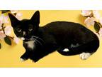 Adopt Ocean a Black & White or Tuxedo Domestic Shorthair (short coat) cat in