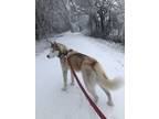 Adopt Chief a White - with Red, Golden, Orange or Chestnut Husky / Mixed dog in