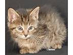 Adopt Picatta a Tiger Striped Domestic Shorthair (short coat) cat in Newland