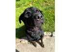 Adopt Champ Charriez a Black Labrador Retriever / Rottweiler / Mixed dog in East
