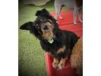 Adopt Kona a Black - with Tan, Yellow or Fawn Terrier (Unknown Type