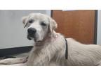 Adopt Cass (Hopalong) SAT a Great Pyrenees dog in Statewide, TX (41336692)