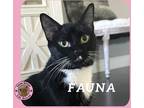 Adopt Fauna a White (Mostly) Domestic Shorthair cat in Hershey, PA (41336691)