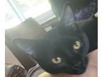 Adopt Shadow a Black (Mostly) American Shorthair / Mixed (short coat) cat in