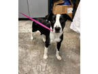 Adopt Bell a Black Labrador Retriever / Mixed dog in Paducah, KY (41336405)