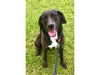 Adopt Rooster a Labrador Retriever / Mixed dog in St. Francisville
