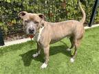 Adopt MORRISSEY a Gray/Blue/Silver/Salt & Pepper Pit Bull Terrier / Mixed dog in