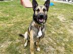 Adopt BECKETT a German Shepherd Dog / Mixed dog in Tustin, CA (40513542)