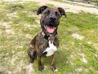 Adopt J D a Brown/Chocolate Mastiff / Mixed dog in Tustin, CA (41128401)