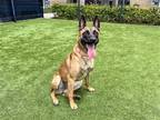 Adopt SANDY a Belgian Malinois / Mixed dog in Tustin, CA (41197483)