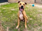 Adopt TROOPER a Tan/Yellow/Fawn Pit Bull Terrier / Mixed dog in Tustin