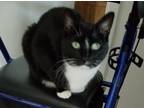 Adopt Snickers and Jazzy a Black & White or Tuxedo American Shorthair / Mixed
