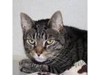 Adopt Max a Brown or Chocolate Domestic Shorthair / Domestic Shorthair / Mixed