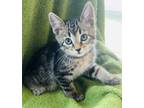 Adopt Flint a All Black Domestic Mediumhair / Domestic Shorthair / Mixed cat in