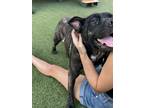 Adopt Lily a Brindle Labrador Retriever / American Pit Bull Terrier / Mixed dog