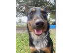Adopt Tuggs a Black Australian Cattle Dog / Mixed dog in Gulfport, MS (41301654)