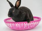 Adopt Jessica (BONDED W LOLA) a Black American / American / Mixed rabbit in